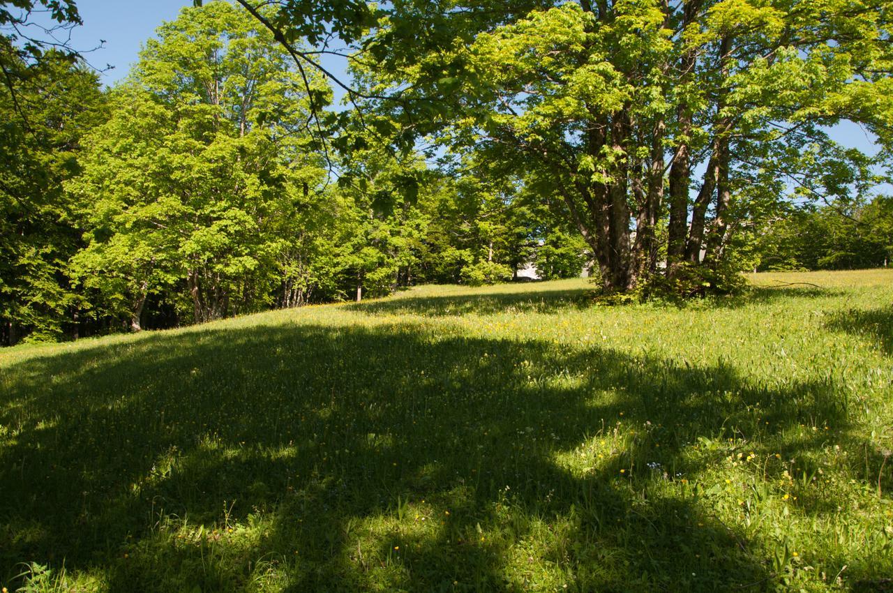 Green Forest Zabljak  Exterior photo